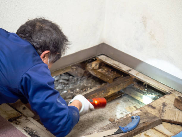 Home Mold Removal in Seaman, OH