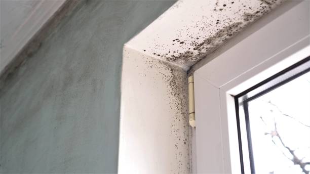 Best Residential Mold Removal  in Seaman, OH