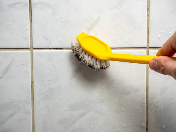 Best Mold Damage Repair  in Seaman, OH