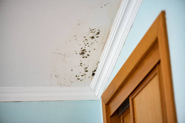 Professional Mold Removal in Seaman, OH