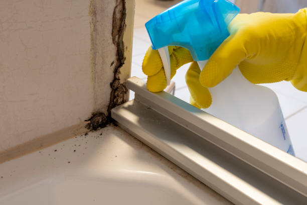 Best Emergency Mold Removal  in Seaman, OH